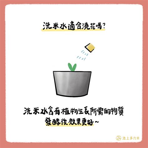 洗米水澆花|洗米水可以澆花嗎？發酵後效果更好 池上多力米